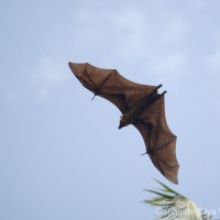 Pteropus giganteus Brunnich, 1782